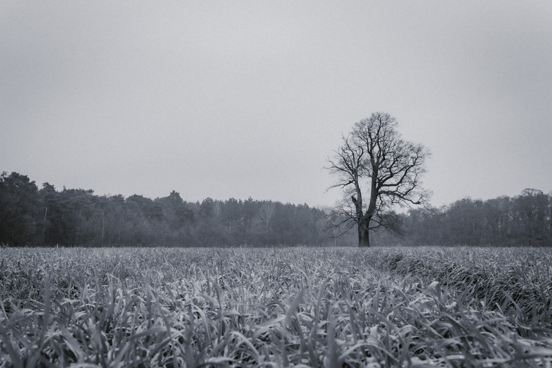 Baum im Nebel